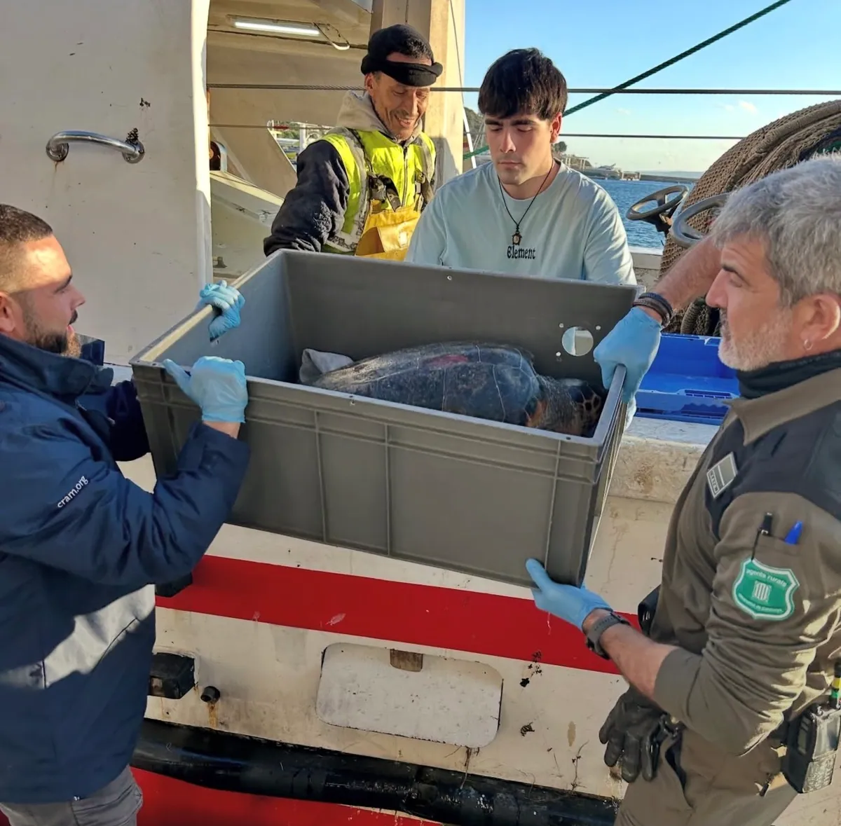 Agents i pescadors amb la tortuga careta rescatada dins d’una caixa al port de Roses